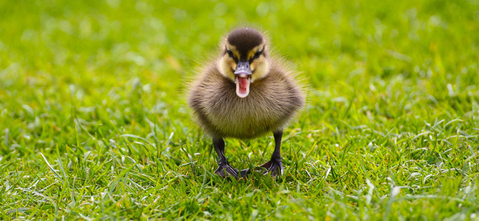 A photo of a small duckling facing the camera with it's beak open as if shouting.