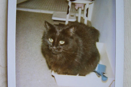 A polaroid type picture showing a cat in a litter tray with a cow themed stool in the background