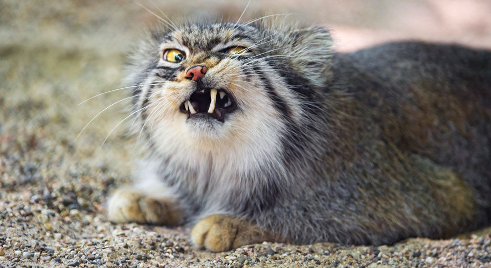 A photo of a grey cat snarling showing their teeth with one eye shut, representing a bad Digital Project Manager.