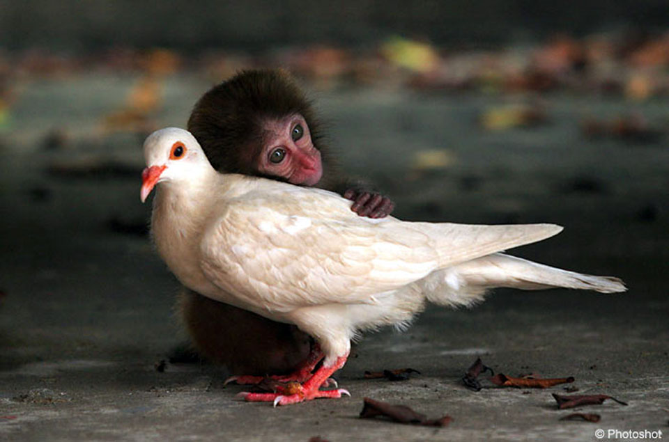 A photo of a small monkey hugging a large white bird.