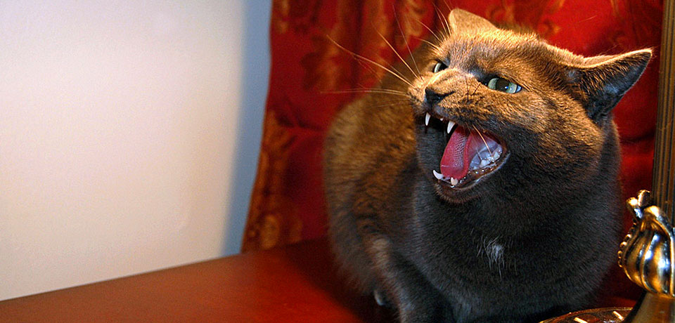 A phot of a cat hissing in anger.