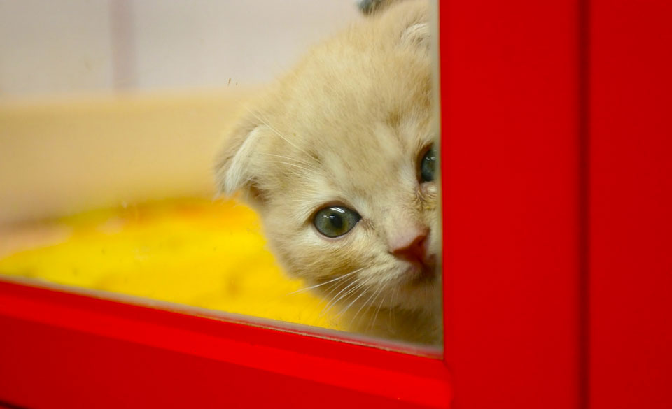 A photo of a small cute kitten looking scared from behind a red wooden door or window frame.