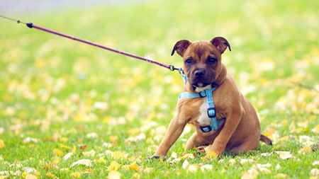 Image of a stern looking dog on the end of a lead refusing to move despite being pulled by its owner